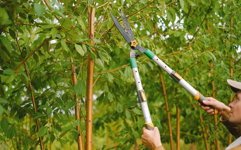 Tree trimming in Spring Valley, IL
